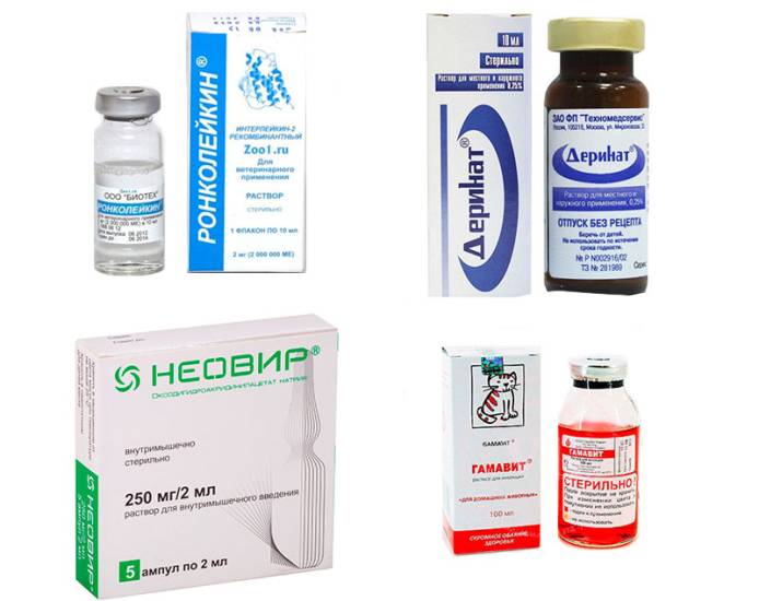 Может ли кошка простудиться? признаки, симптомы и лечение, если кот простудился.