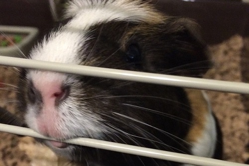 Особенности поведения и содержание морских свинок