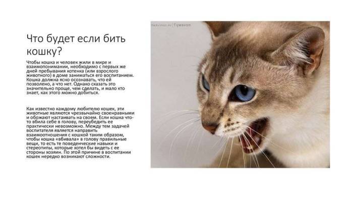 Почему нельзя целовать кошек в морду