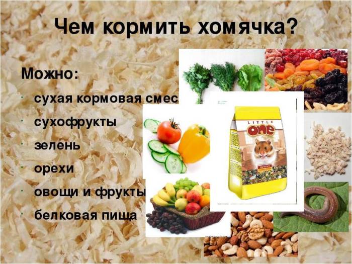 Какие фрукты можно давать хомякам? банан, яблоки и груша, цитрусовые