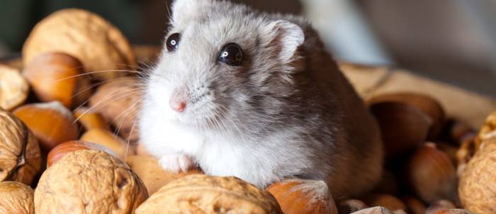 Можно ли кормить хомяка шоколадом