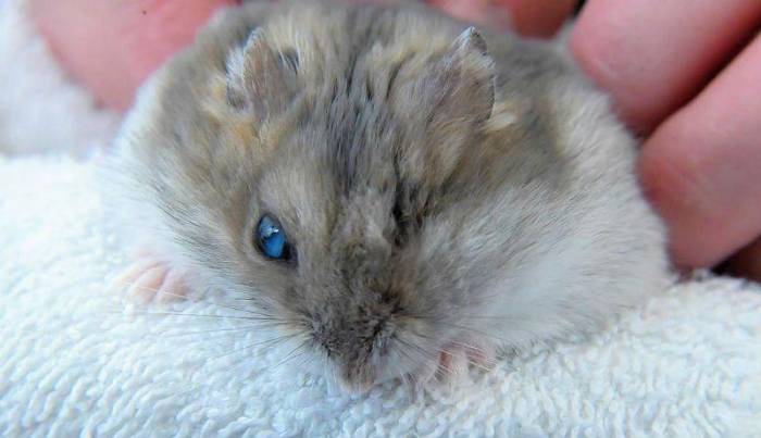 У хомячка воспалился и гноится глаз: как лечить и что делать, почему у хомяка не открывается глаз