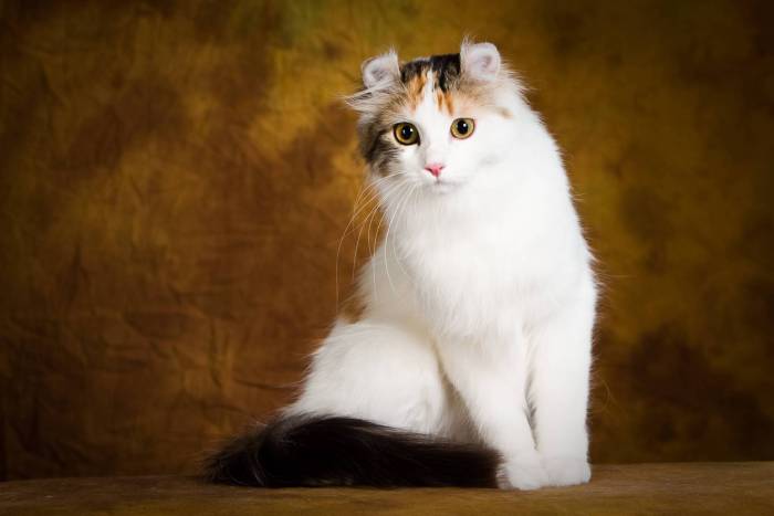 Американский керл: фото кошки, описание породы, советы по выбору котят