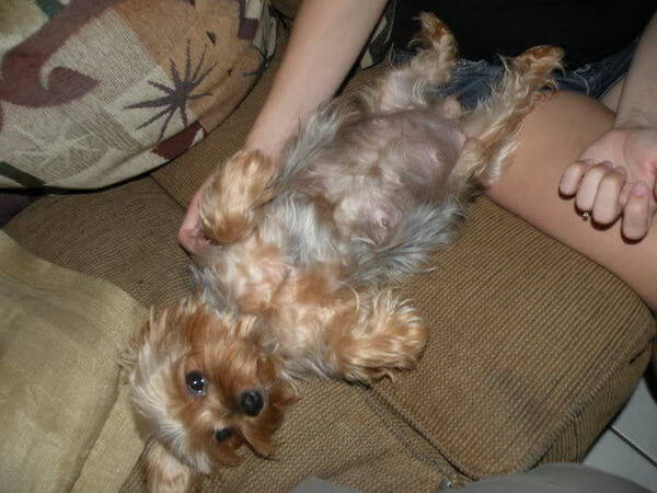 Как проходит течка у девочки йоркширского терьера?