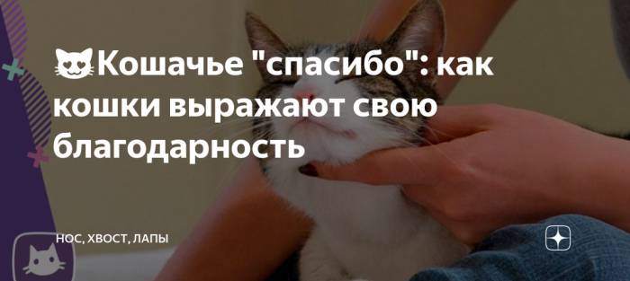Статусы про кошек и котов со смыслом, смешные высказывания, красивые фразы