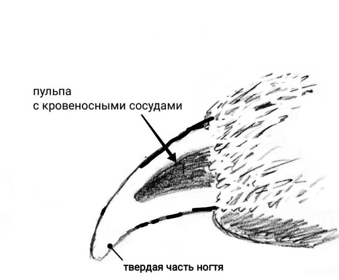 Почему у собаки ломаются усы?