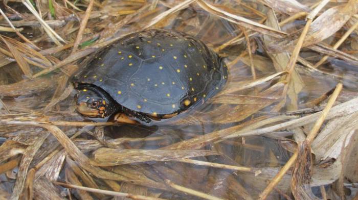 Спячка черепах, как зимуют черепахи
