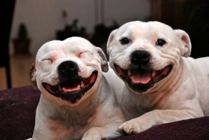 Умеют ли собаки и кошки смеяться