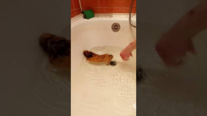 33 интересных факта о морских свинках