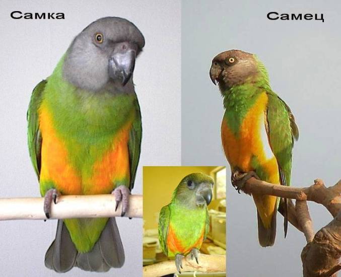 Как определить пол неразлучников, отличить мальчика от девочки, самку от самца