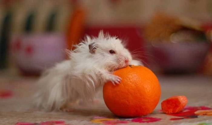 Что кушают хомяки. чем можно и чем нельзя кормить хомяка (списки и рекомендации)