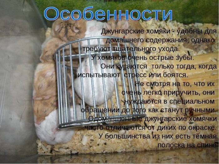 Как ухаживать за хомяком в домашних условиях: содержание, питание, жилище и уход за ним.