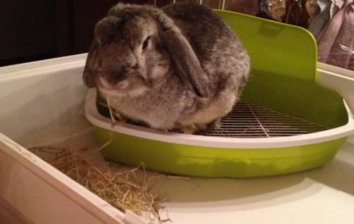 Как приучить кролика к лотку в домашних условиях