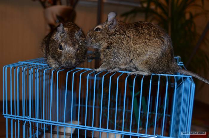 Чилийская белка дегу: фото, особенности содержания и болезни