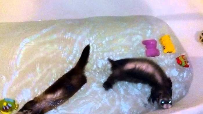 Как купать и мыть хорька в домашних условиях