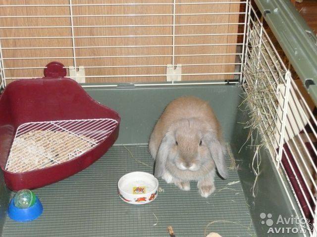 Как декоративного кролика приучить к лотку в квартире?