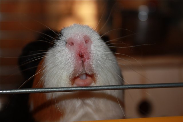 Причины и лечение болячек на губах у морских свинок (хейлит)