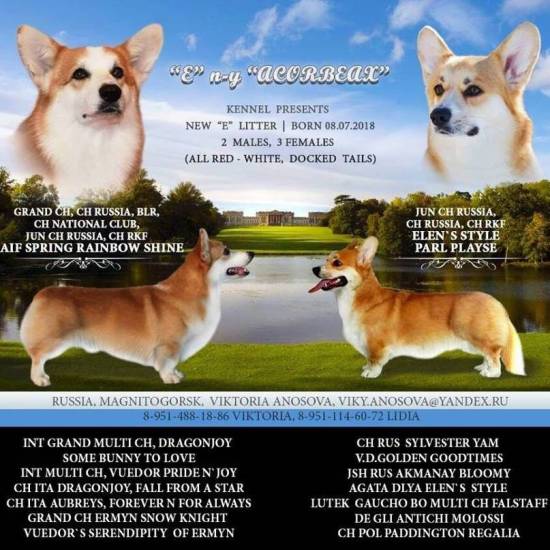 Вельш корги: стандарты породы, особенности дрессировки, кормления и ухода