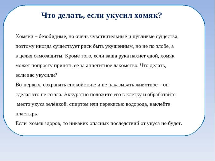 Укусил хомяк до крови: что делать и в чем опасность
