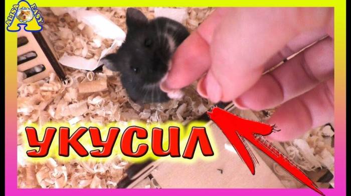 Обсуждаем, как лучше и быстрей приручить хомяка к рукам. способы налаживания контакта со зверьком - твой питомец
