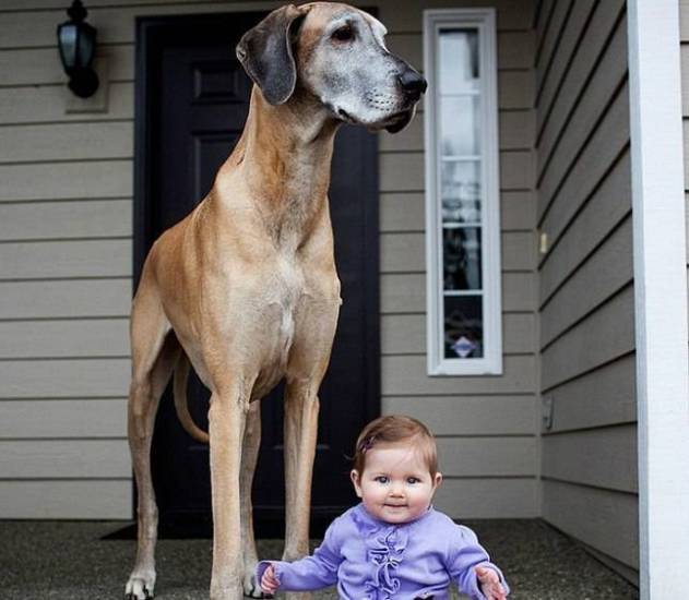 Обзор самых лучших, умных и добрых пород собак для семей с детьми