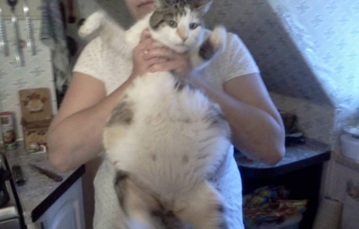 У кошки раздулись бока: причины и лечение