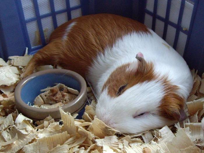 ᐉ когда, сколько и как спят морские свинки - zoopalitra-spb.ru
