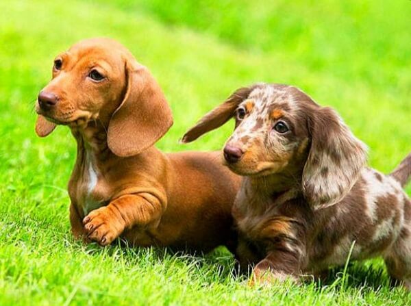 Сколько лет живут таксы в домашних условиях: максимальный возраст питомца, признаки старения - kotiko.ru