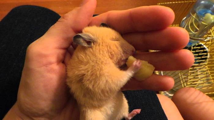 Реакции на ужаления насекомых