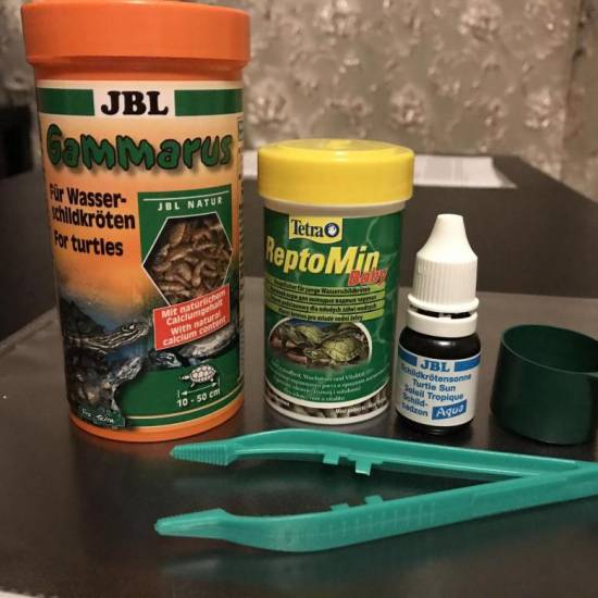 Чем можно кормить сухопутных черепах, что едят черепахи