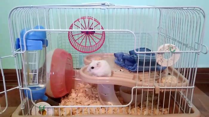 Как ухаживать за джунгарским хомяком - wikihow