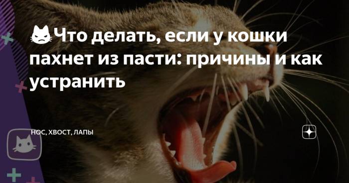 Запах изо рта у кошек: причины и лечение