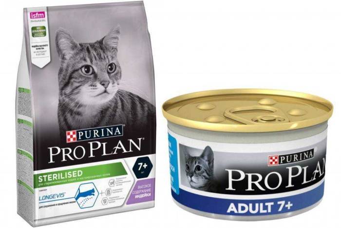 Сухой корм для котят - какой лучше: рейтинг по качеству и отзывы ветеринаров