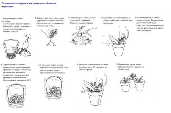 Беременность у хорьков: как протекают роды, сроки, уход