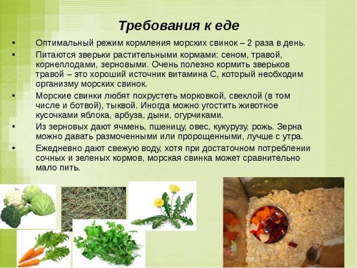 Что едят морские свинки в домашних условиях: чем можно кормить и что любят