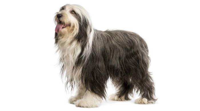 Порода собак бородатая колли