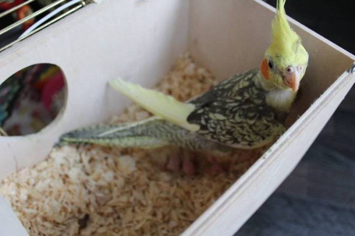 Сколько лет живут попугаи кореллы: продолжительность жизни в домашних условиях в среднем, как продлить срок жизни птицы в клетке