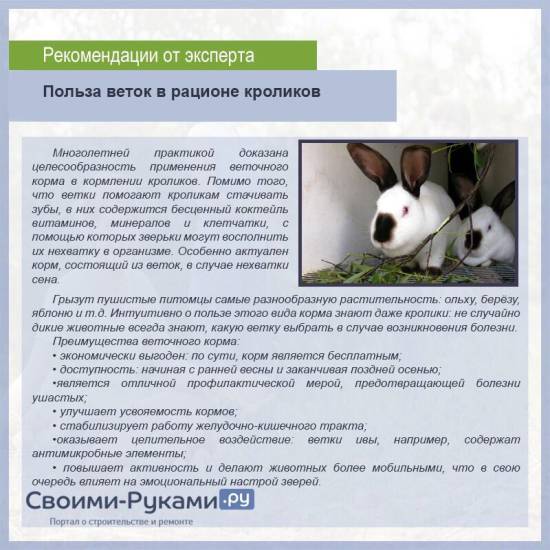 Когда и как давать декоративному кролику ветки хвойных деревьев | информационный портал о карликовых и декоративных кроликах