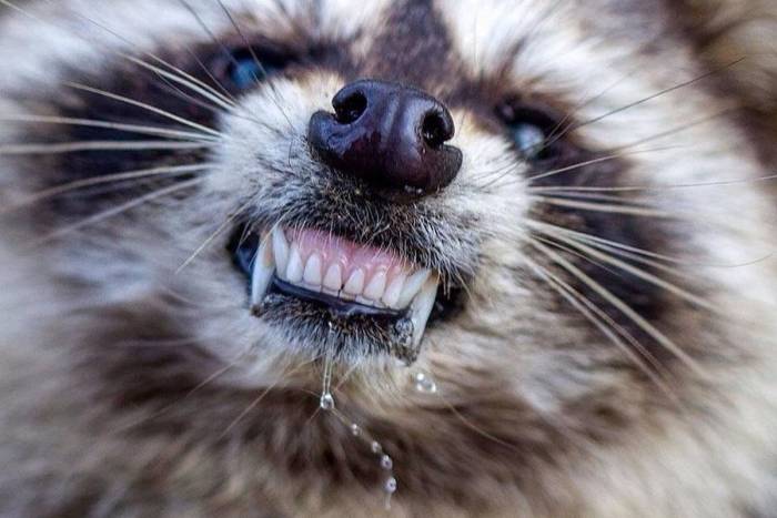 Сколько живут еноты в домашних условиях? | mnogoli.ru