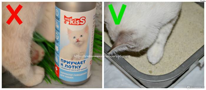 Как приучить собаку к туалету на улице, на пеленку, в лоток, средства