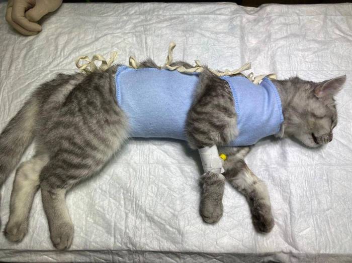 Уход за кошкой после стерилизации