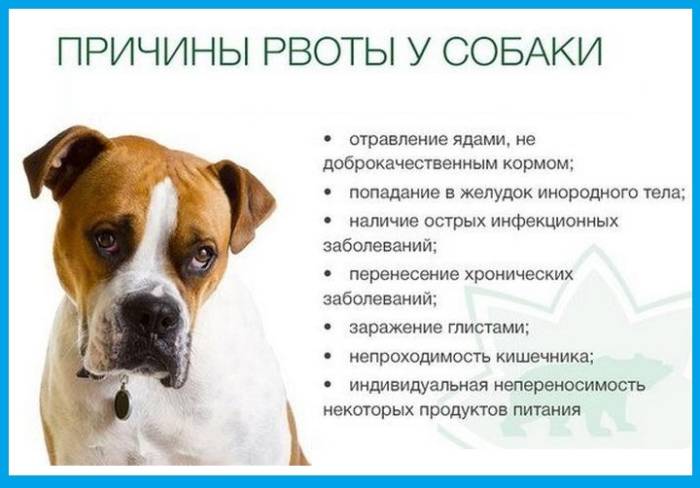 Почему собака ест траву: какие причины, зачем это делать и можно ли собакам есть траву на улице?