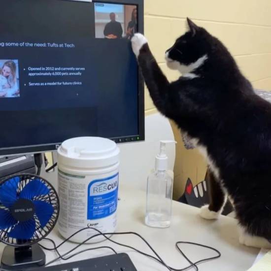 International fund for animal welfare (ifaw)