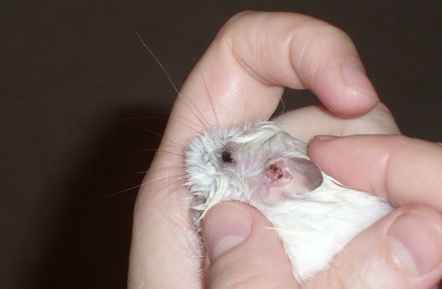 Шишка в паху у мужчин - медицинский центр семья | липецк