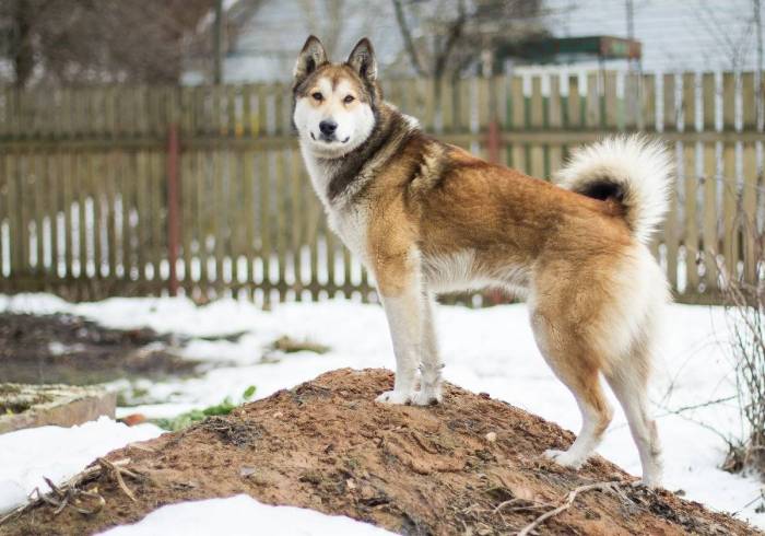Западносибирская лайка