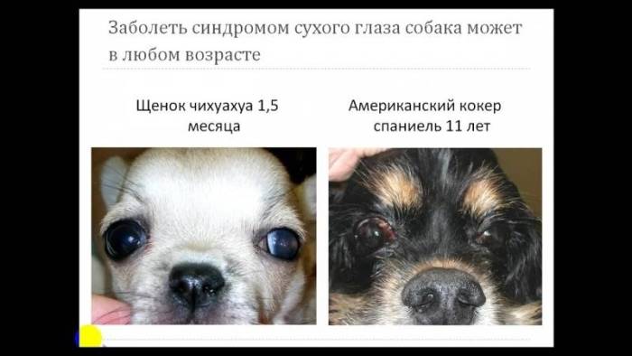 Сухой глаз у собаки: причины, диагностика и лечение | блог ветклиники "беланта"