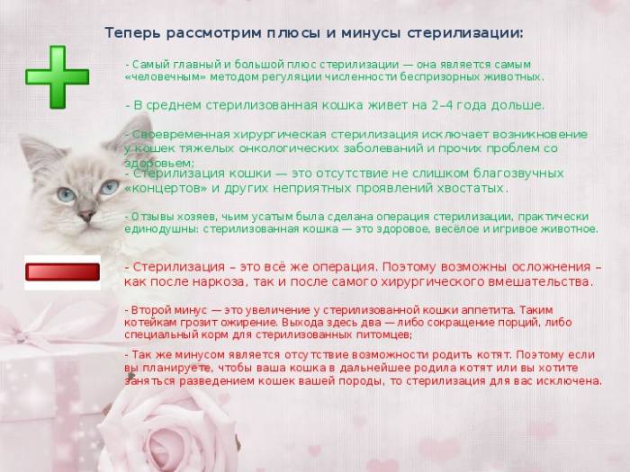 Стерилизовать ли собаку. минусы и плюсы стерилизации, методы, стоимость