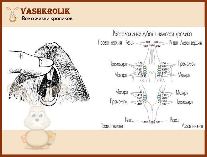 Зубы кролика, их особенности и заболевания, лечение и профилактика 2021