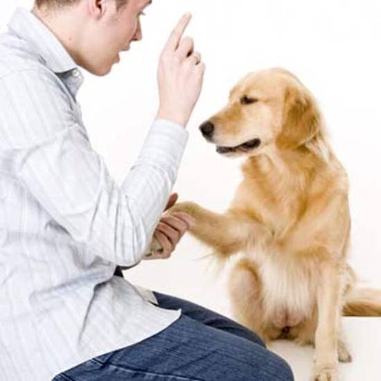 Ученые придумали как дрессировать собак с помощью вибраций