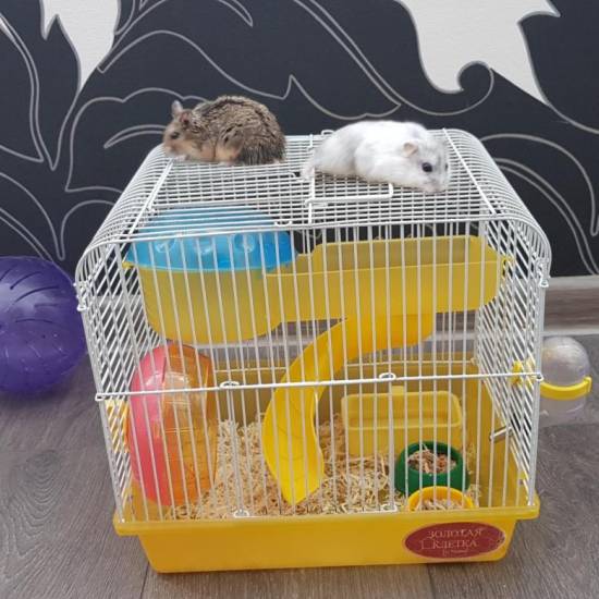 Клетка для джунгарского хомяка